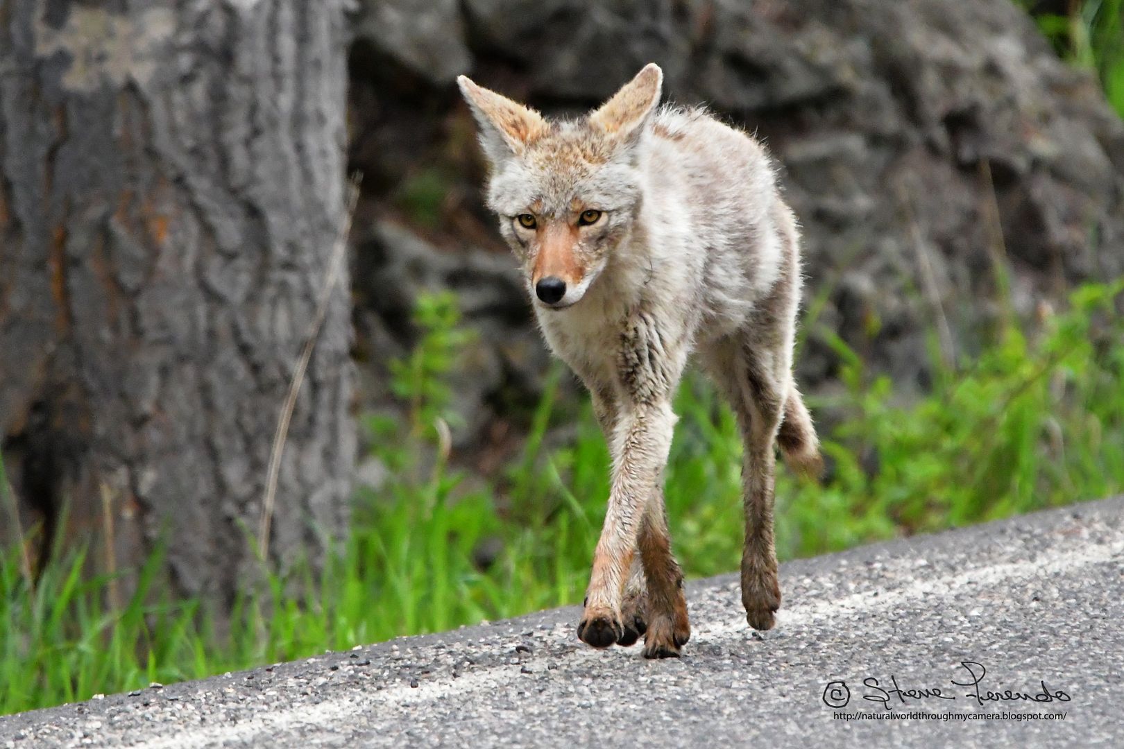 "Natural World" Through My Camera OTHER PREDATORS IN THE YELLOWSTONE